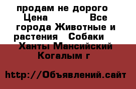 продам не дорого › Цена ­ 10 000 - Все города Животные и растения » Собаки   . Ханты-Мансийский,Когалым г.